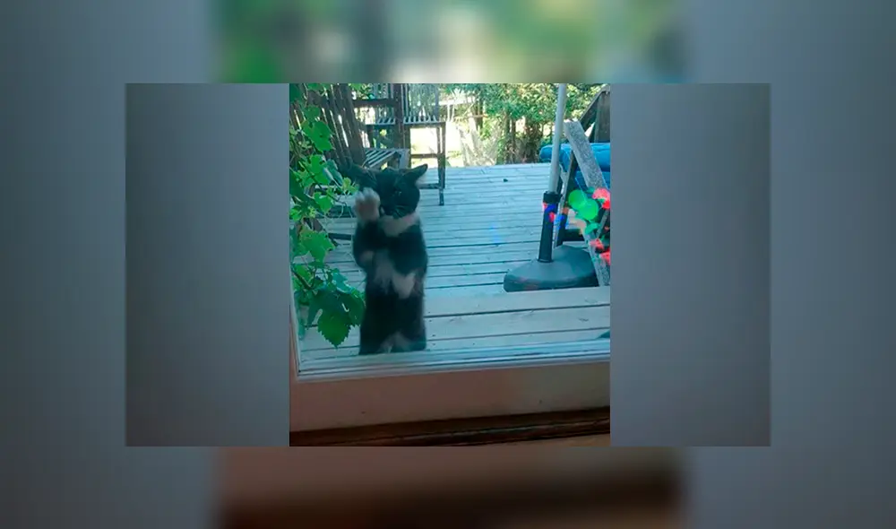 En Facebook, un gato arañó la mampara corrediza de su casa para suplicar perdón a su dueña tras escapar. En Facebook, un gato arañó la mampara corrediza de su casa para suplicar perdón a su dueña tras escapar.