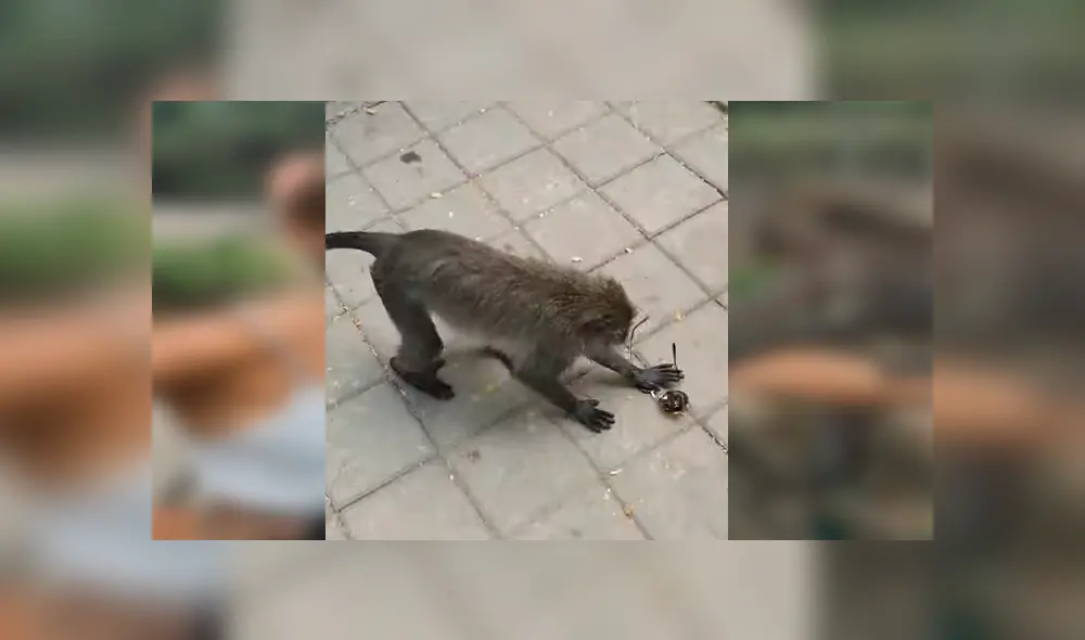 Video es viral en Facebook. Pequeño mono se acercó a la joven y le robó desprevenidamente sus lentes de sol.