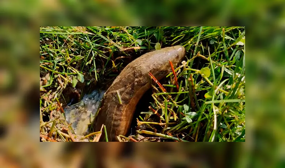 Un video viral de YouTube muestra el momento en que un joven usa pasta dental para atrapar extrañas criaturas. Un video viral de YouTube muestra el momento en que un joven usa pasta dental para atrapar extrañas criaturas.