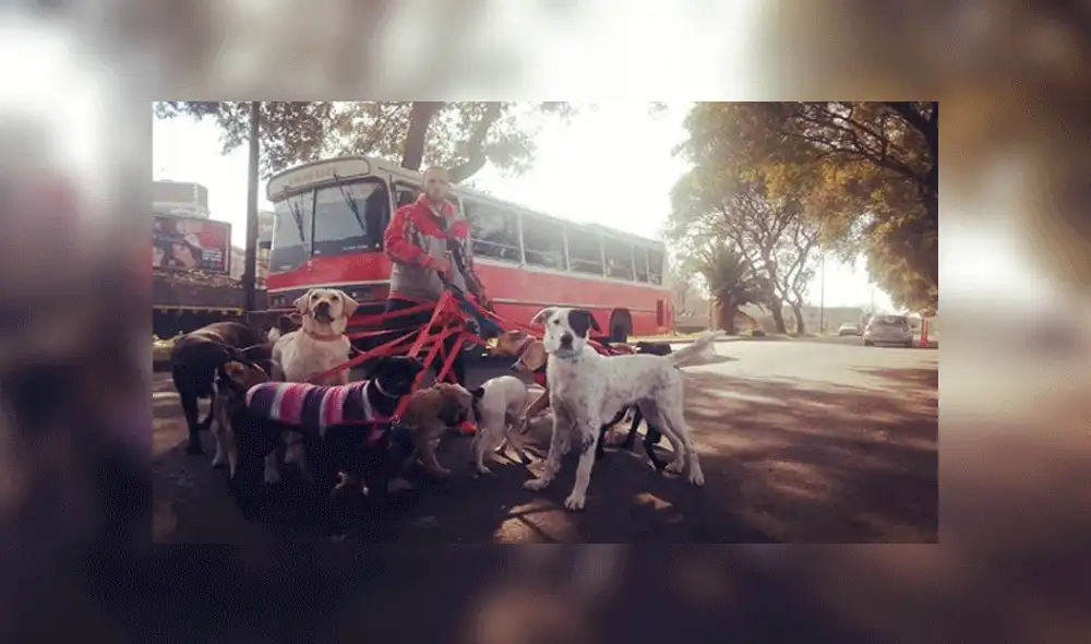 Paseador de perros compra movilidad escolar para darle el mejor servicio a sus ‘fieles amigos’ [VIDEO]