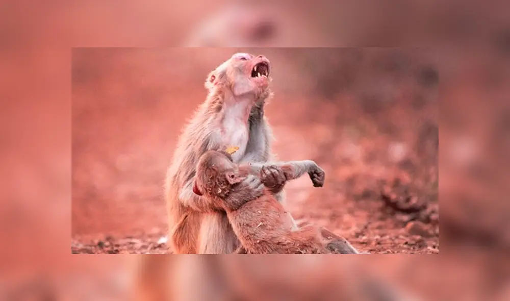 Facebook viral: madre macaco rompe en desgarrador llanto al creer que su bebé murió [FOTOS]