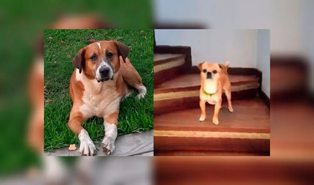 Reportan a varias mascotas perdidas que huyeron por miedo a los pirotécnicos Reportan a varias mascotas perdidas que huyeron por miedo a los pirotécnicos