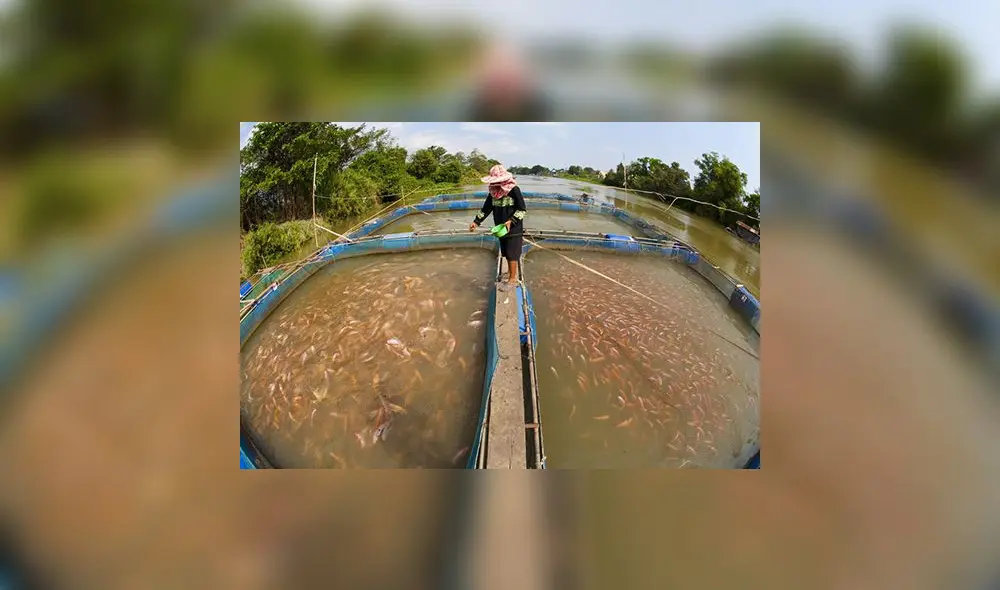 Acuicultura Acuicultura