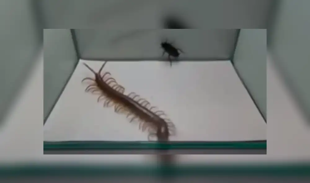Facebook Viral: Este ciempiés creyó que podría ganar la batalla ante esta cucaracha pero nada salió como pensaba