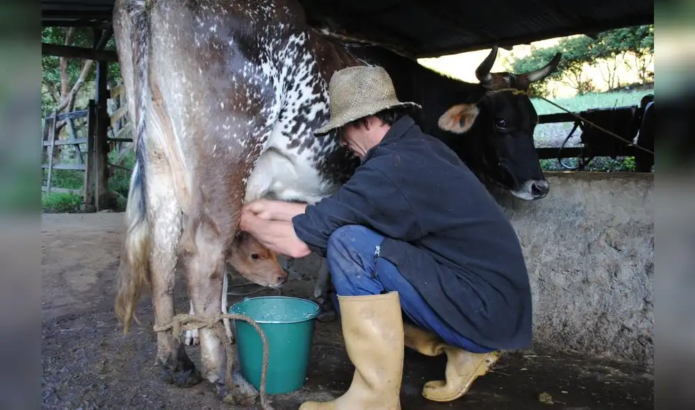 Hoy publican reglamento de la leche y productos lácteos Hoy publican reglamento de la leche y productos lácteos