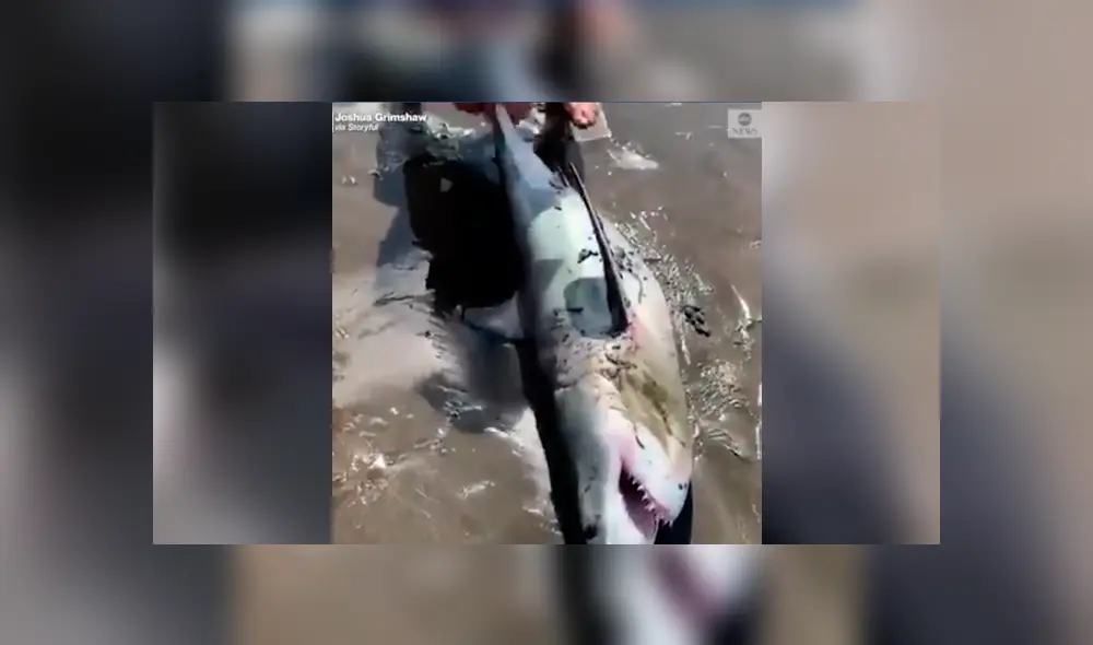 Facebook viral: encuentra tiburón varado en la playa, lo regresa al mar y este revive de forma milagrosa Facebook viral: encuentra tiburón varado en la playa, lo regresa al mar y este revive de forma milagrosa