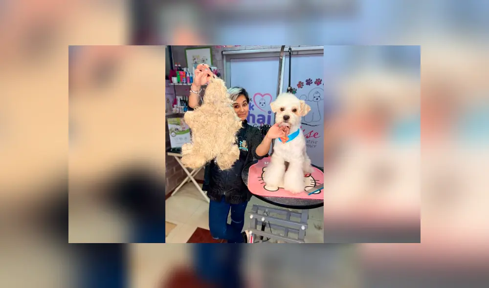 Desliza las imágenes para apreciar el radical cambio que obtuvo un perro abandonado tras asistir al veterinario. Foto: Gisela Gonzalez.