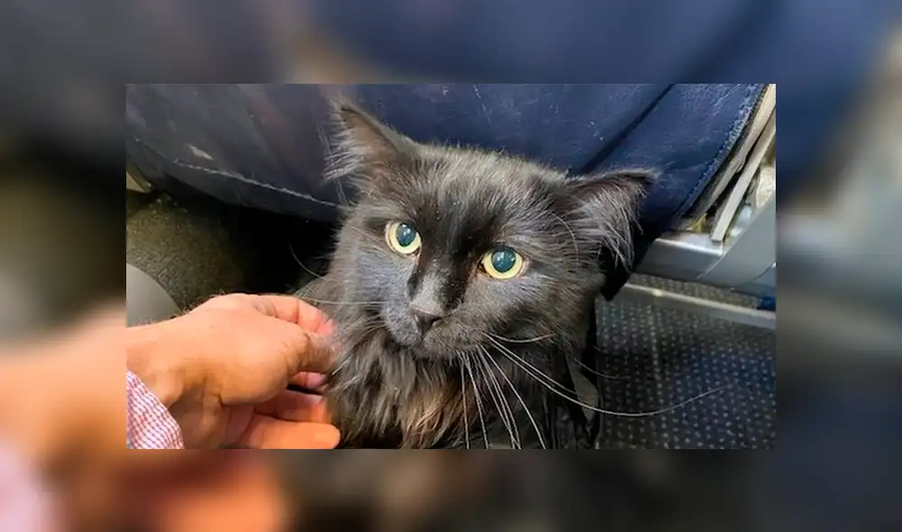 ¿Dónde estaba ese lindo gatito? En Facebook la historia de Sasha ha causado gran asombro ya que fue hallado a más de dos mil kilómetros de su casa. ¿Dónde estaba ese lindo gatito? En Facebook la historia de Sasha ha causado gran asombro ya que fue hallado a más de dos mil kilómetros de su casa.