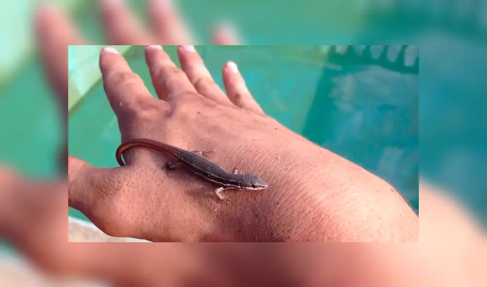 Desliza hacia la izquierda para ver las imágenes del viral de Facebook. Desliza hacia la izquierda para ver las imágenes del viral de Facebook.