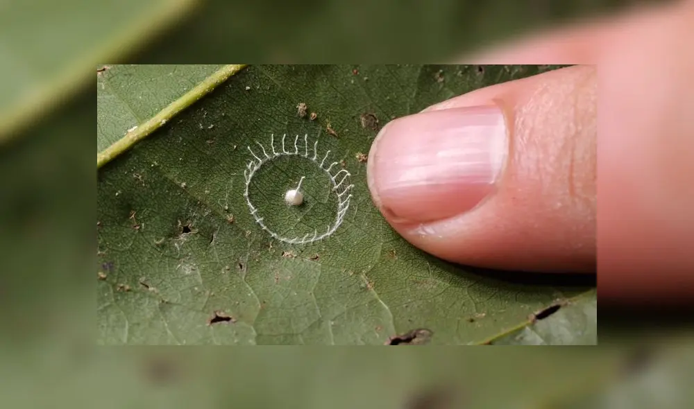 Descubren impresionante creación de arañas de la selva del Perú y sorprenden al mundo [VIDEO]