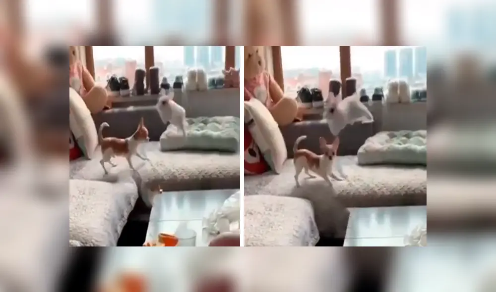 En Facebook, un travieso conejo corrió y saltó con rapidez para evitar ser atrapado por un pequeño perro. En Facebook, un travieso conejo corrió y saltó con rapidez para evitar ser atrapado por un pequeño perro.