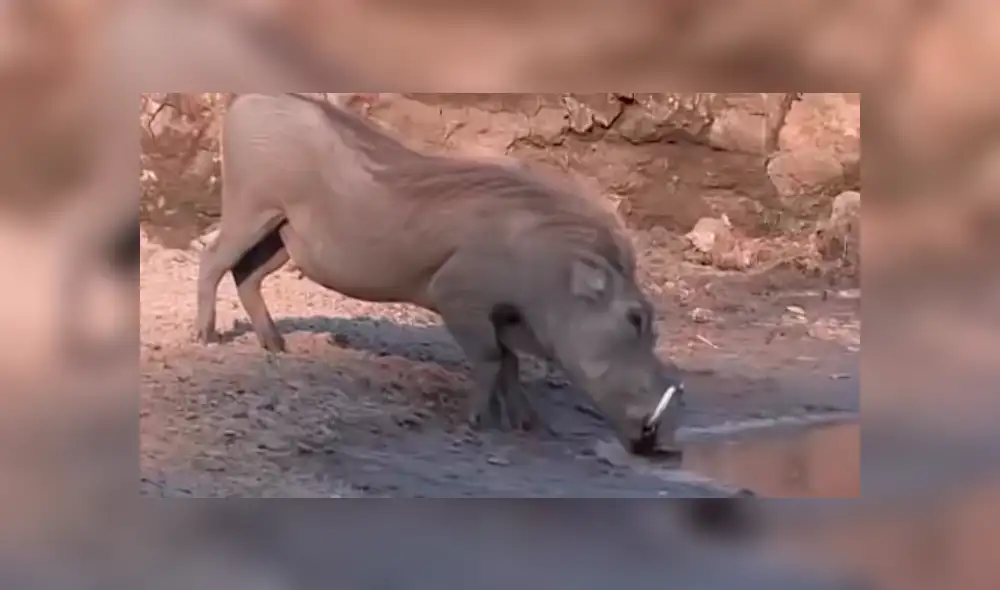 YouTube viral: sediento jabalí acudió a lago para beber agua y se encontró con feroz cocodrilo [VIDEO]