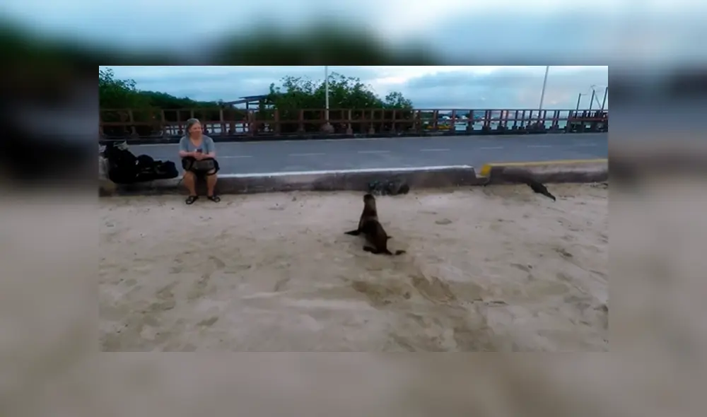 El curioso hecho ocurrió en las Islas Galápagos y sorprendió a todos los transeúntes. El curioso hecho ocurrió en las Islas Galápagos y sorprendió a todos los transeúntes.