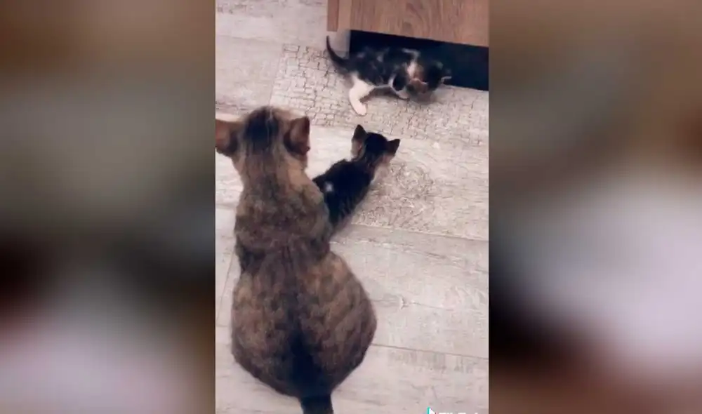 Desliza las imágenes para conocer un poco más de esta gatita que fue rescatada junto con sus bebés cuando más lo necesitaba. Foto: captura de TikTok/nico.the.wolf