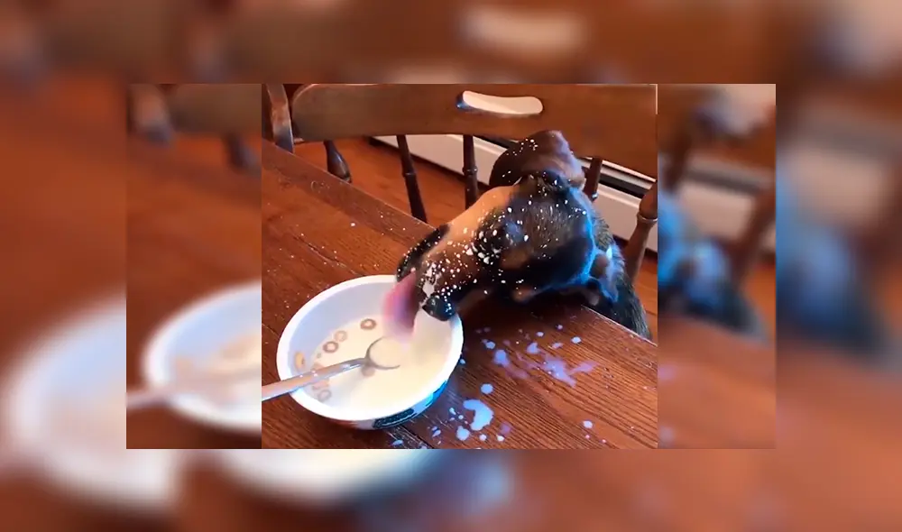 En Facebook, un chico no imaginó que su perro devoraría su desayuno aprovechando su distracción. En Facebook, un chico no imaginó que su perro devoraría su desayuno aprovechando su distracción.