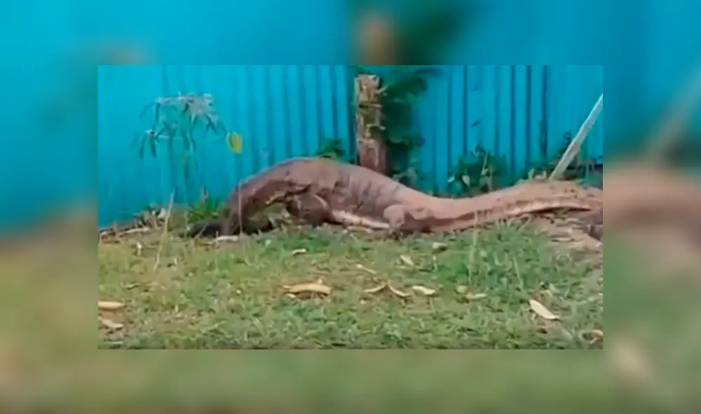 Un video muestra el preciso instante en que un enorme reptil devora a un indefenso gato. Un video muestra el preciso instante en que un enorme reptil devora a un indefenso gato.