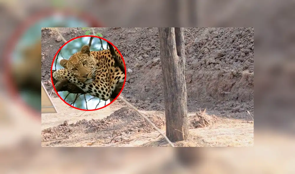 ¿Lo encontraste? Algunos creyeron que era una broma, pero el felino está en la imagen mirándote fijamente. Foto: Hermant Dabi