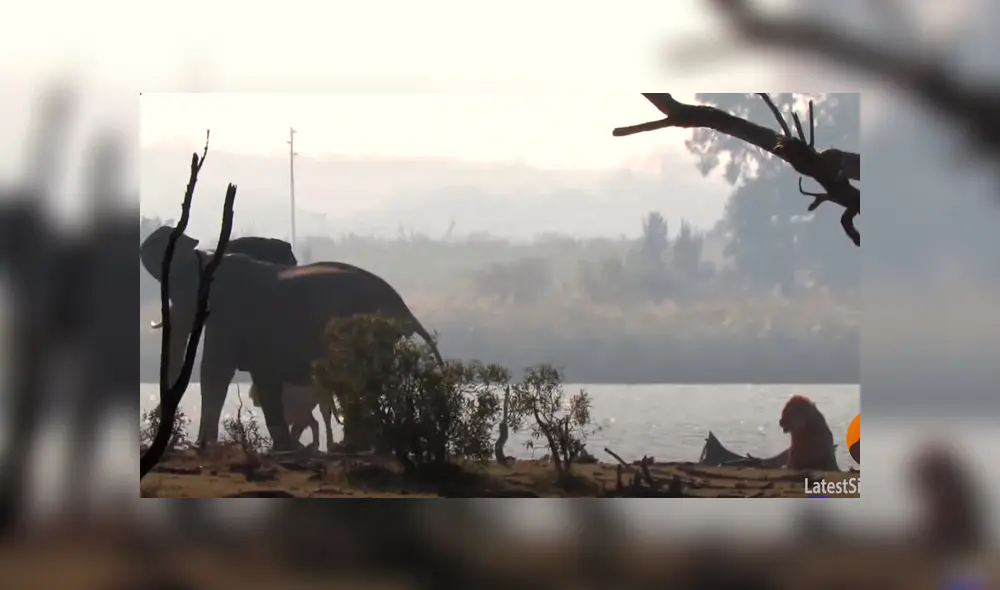 Desliza para ver las impactantes imágenes de este combate. Foto: Kruger Sightings / YouTube