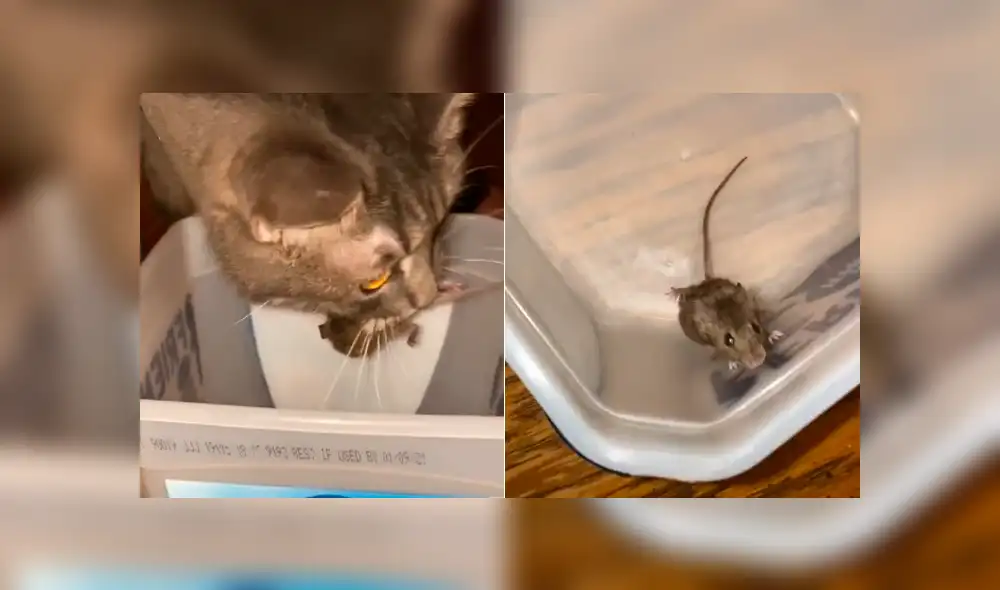 Desliza para ver todas las imágenes de Facebook. Foto: captura