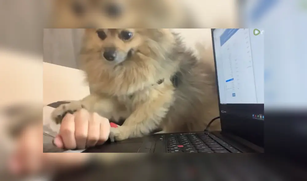 A través de YouTube se hizo viral el momento en que una mujer es interrumpida por su perro en medio de su teletrabajo. A través de YouTube se hizo viral el momento en que una mujer es interrumpida por su perro en medio de su teletrabajo.