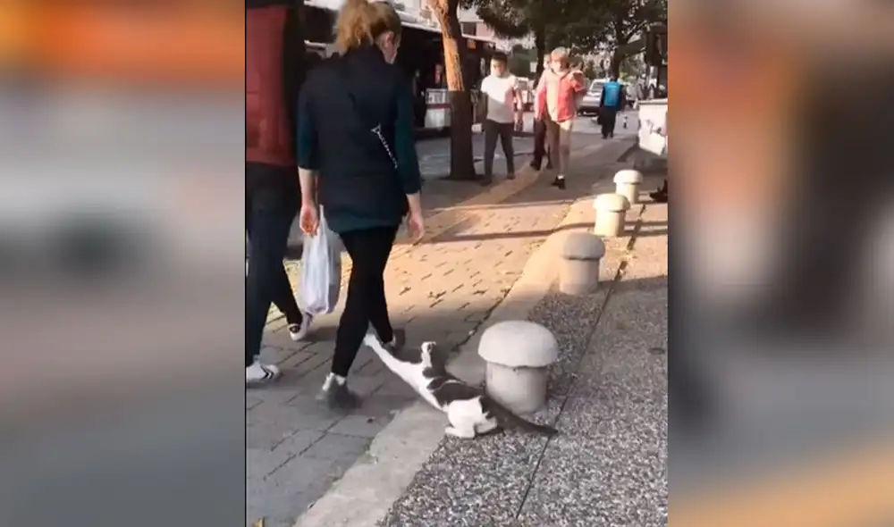 Desliza las imágenes para descubrir la curiosa acción de un gato cuando las personas pasan por su lado. Foto: captura de TikTok