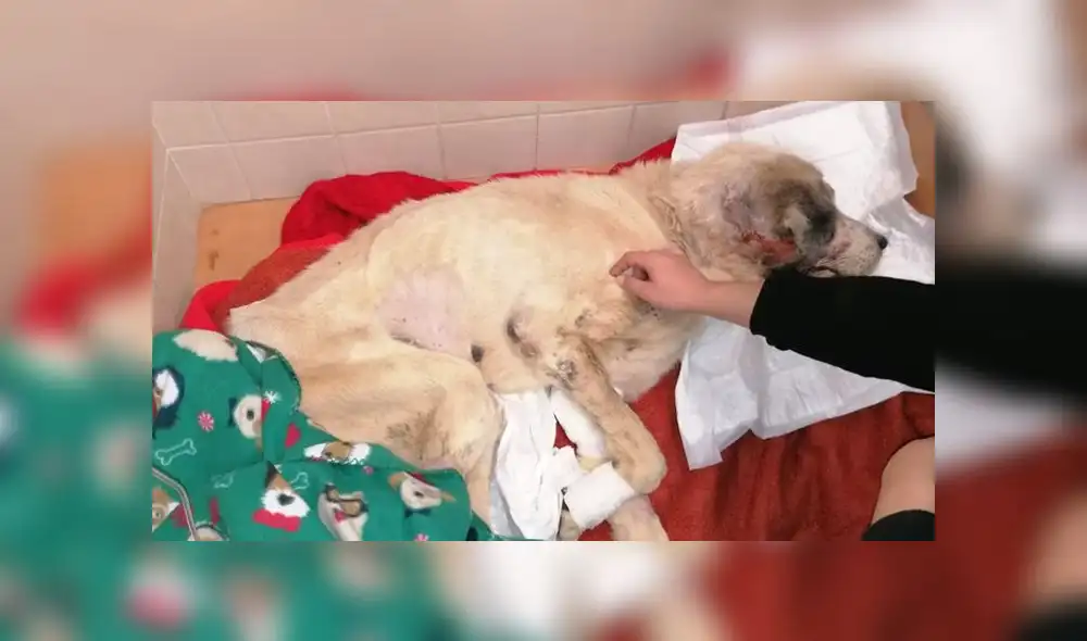 Ragnar, tras seis días de luchar por sobrevivir, ha fallecido por un cuadro crítico de desnutrición. (Foto: Twitter) Ragnar, tras seis días de luchar por sobrevivir, ha fallecido por un cuadro crítico de desnutrición. (Foto: Twitter)