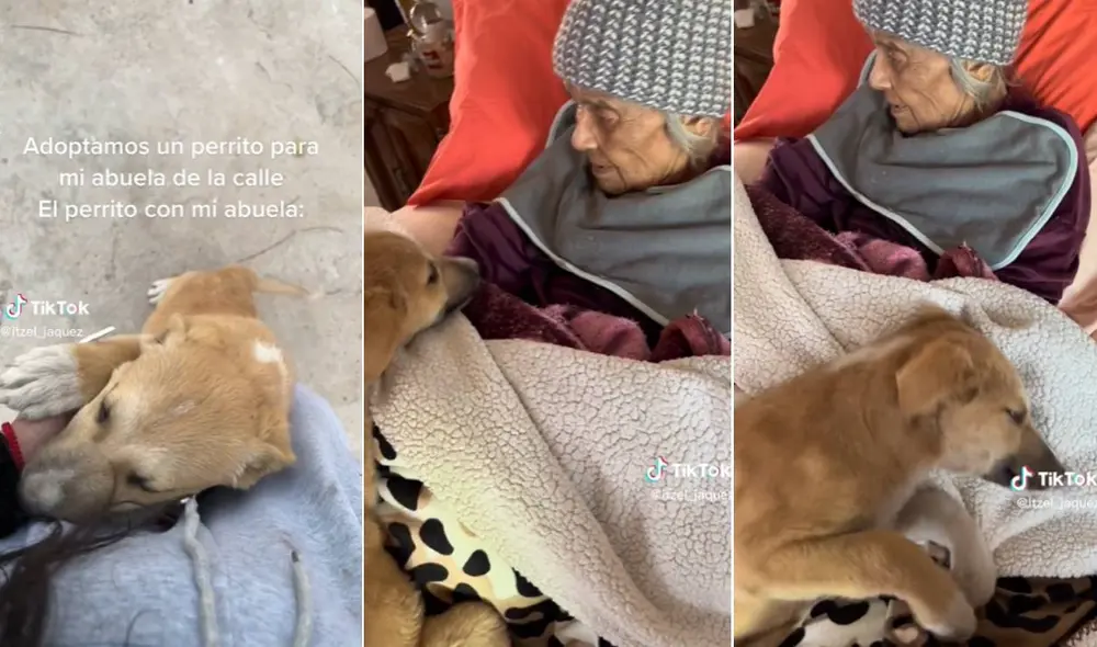 Miles de usuarios han quedado conmovidos con esta escena. Foto: composición LR/TikTok