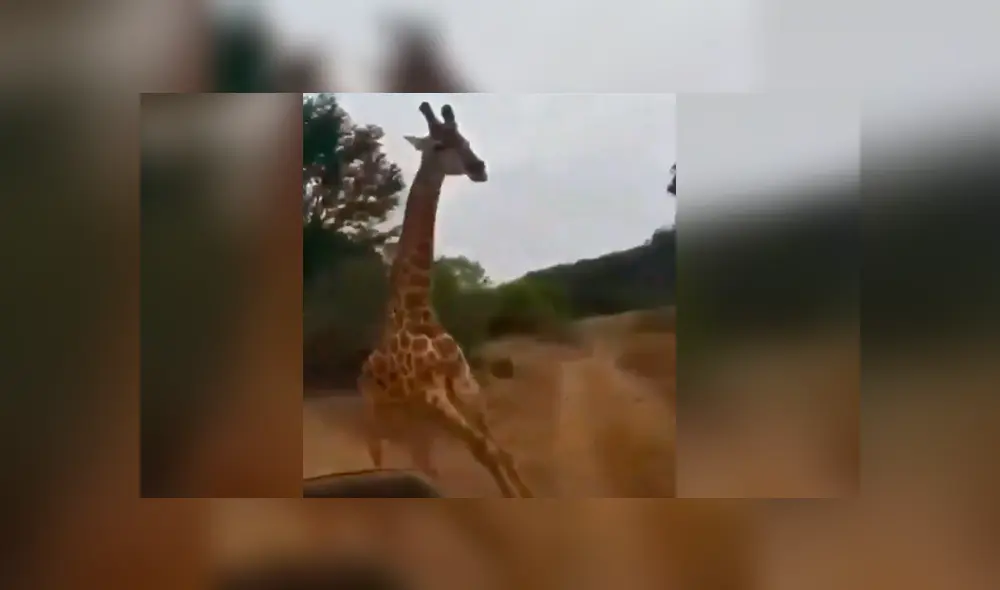 Desliza la imagen de Facebook para ver la feroz persecución. Foto: SudhaRamenIFS/Twitter