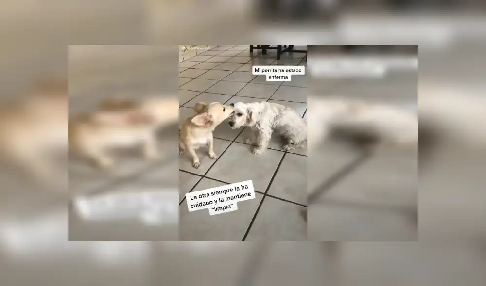Desliza las imágenes hacia la izquierda para apreciar el amoroso gesto de una perrita con su ‘compañera’. Fotocaptura: Facebook. Desliza las imágenes hacia la izquierda para apreciar el amoroso gesto de una perrita con su ‘compañera’. Fotocaptura: Facebook.