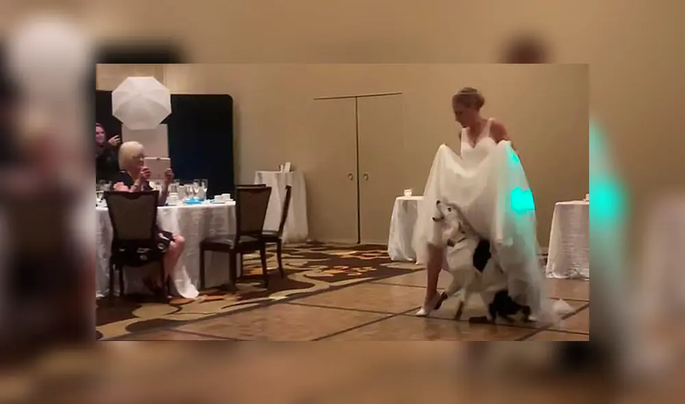 En Facebook, una chica sorprendió a los invitados de su boda tras realizar una increíble coreografía con su perro. En Facebook, una chica sorprendió a los invitados de su boda tras realizar una increíble coreografía con su perro.