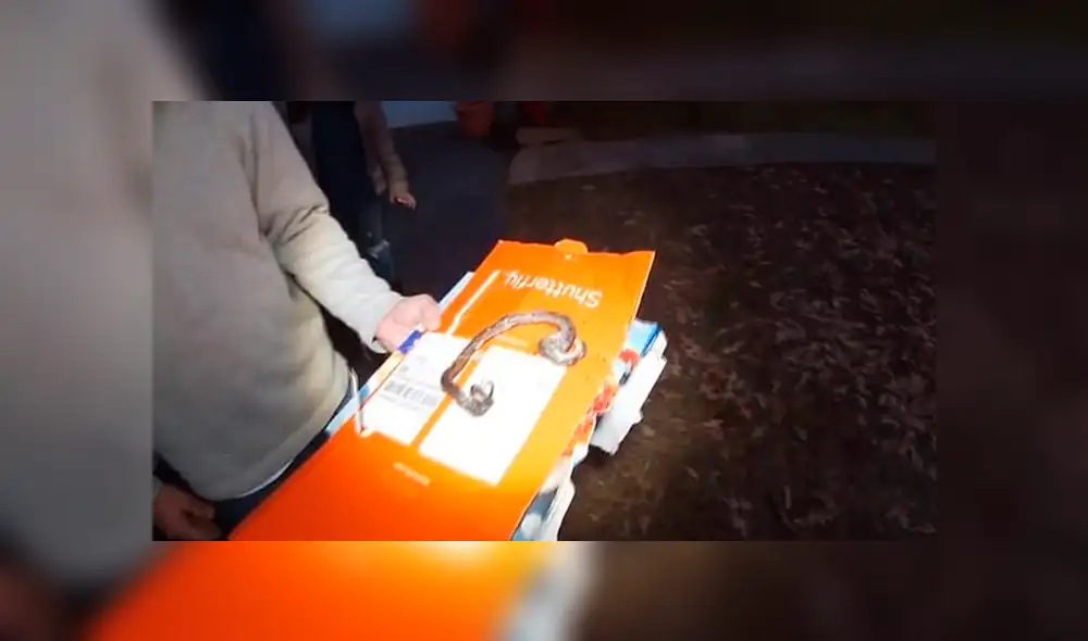 Familia planeaba preparar una pizza y termina horneando una serpiente [VIDEO] 