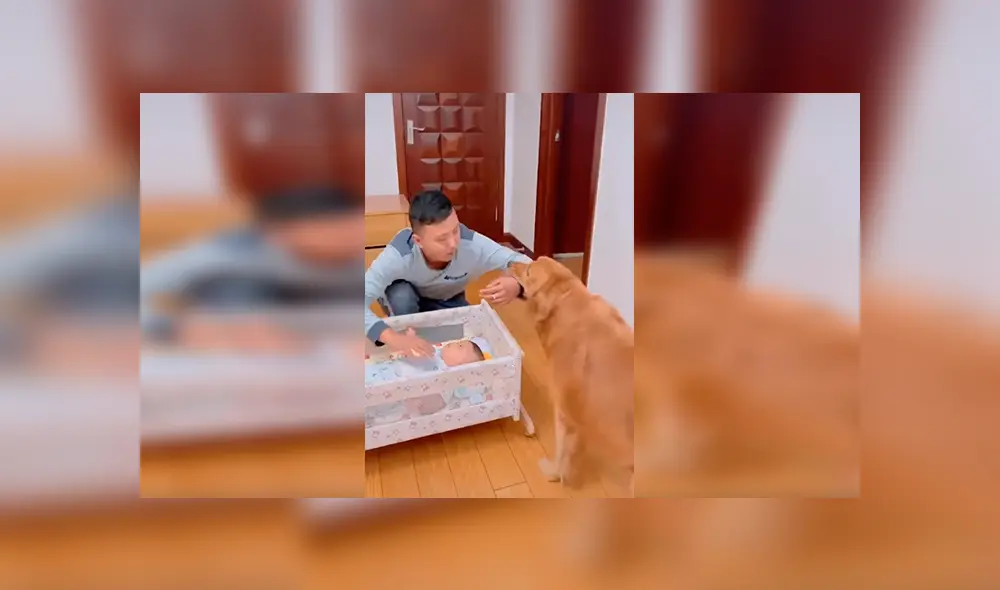 En Facebook, un perro no soportó la llegada de un recién nacido a su hogar y quiso obtener la atención de su dueño.