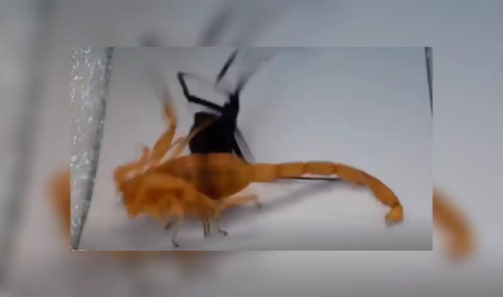 Facebook: viuda negra y escorpión tienen brutal duelo a muerte y desenlace sorprende a todos