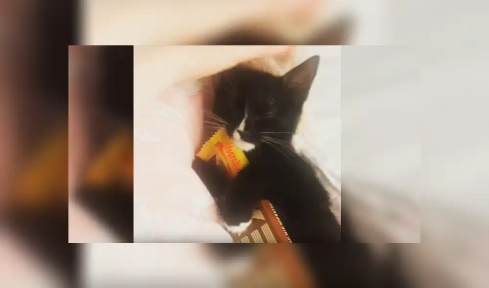 Video es viral en YouTube. La dueña del gato estaba buscando la barra de chocolate que había dejado en su cama, cuando se percató de la curiosa conducta del felino
