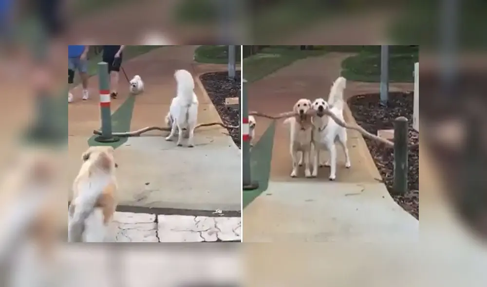 Desliza para conocer a estos dos perritos que lograron levantar una enorme rama y llevársela a su dueña. Foto: Captura
