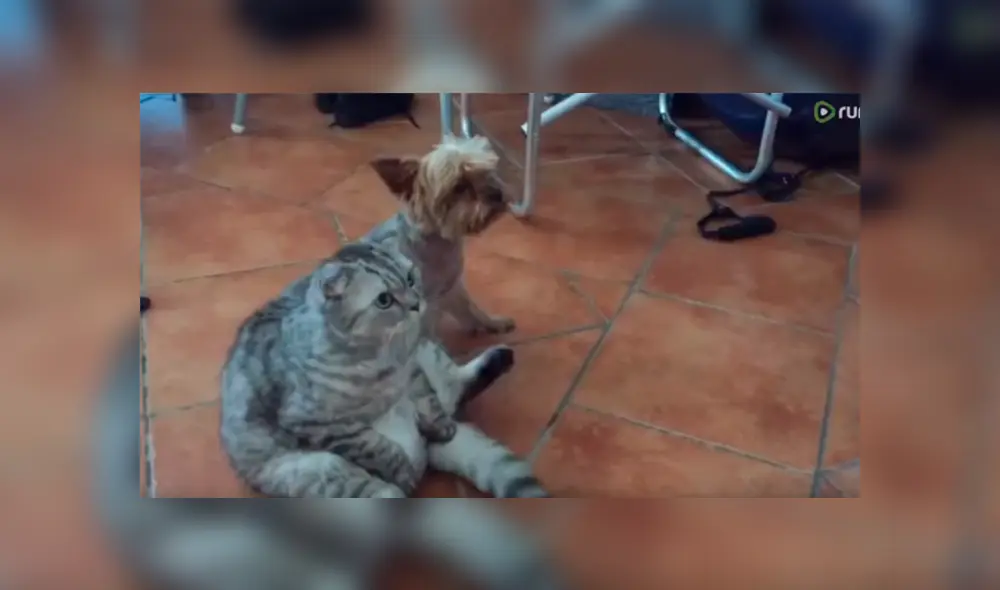 Facebook viral: chica llega a su casa y descubre a su gato y perro en una curiosa escena [VIDEO] 