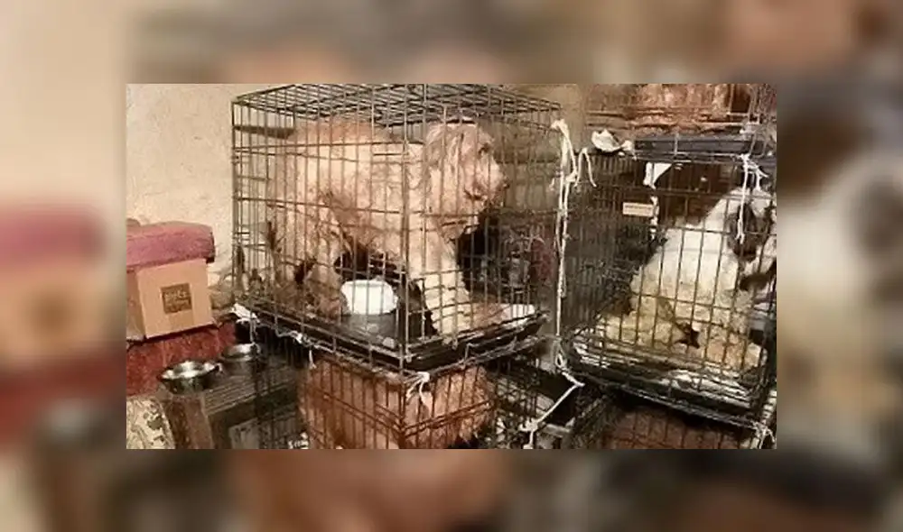 Hombre es sentenciado a prisión por tener a 54 perros en condiciones ‘indignas’ Hombre es sentenciado a prisión por tener a 54 perros en condiciones ‘indignas’