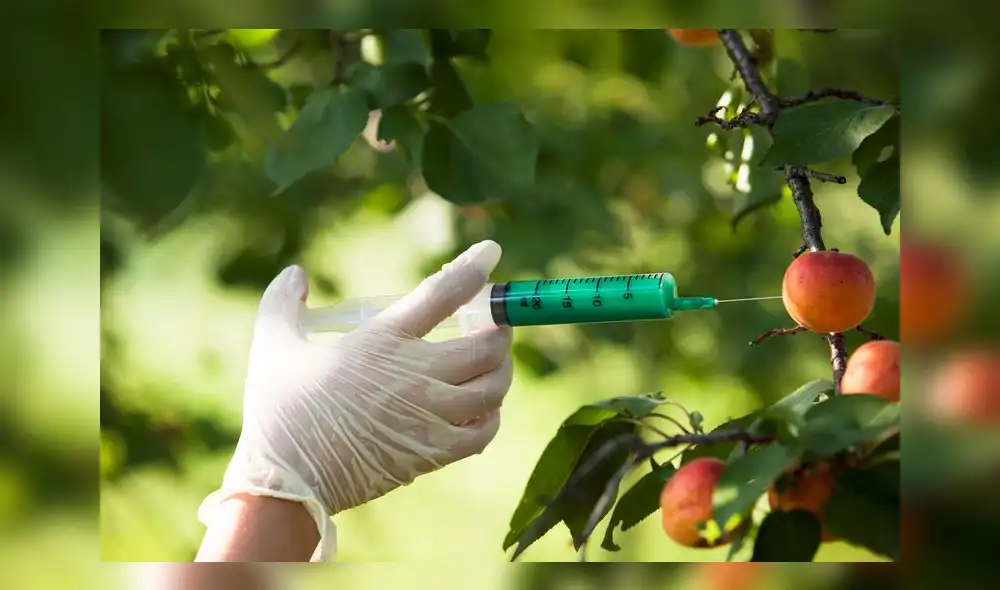 Se busca la ampliación hasta 2035 de la Ley de moratoria al ingreso y producción de organismos vivos modificados genéticamente. Foto: Referencial