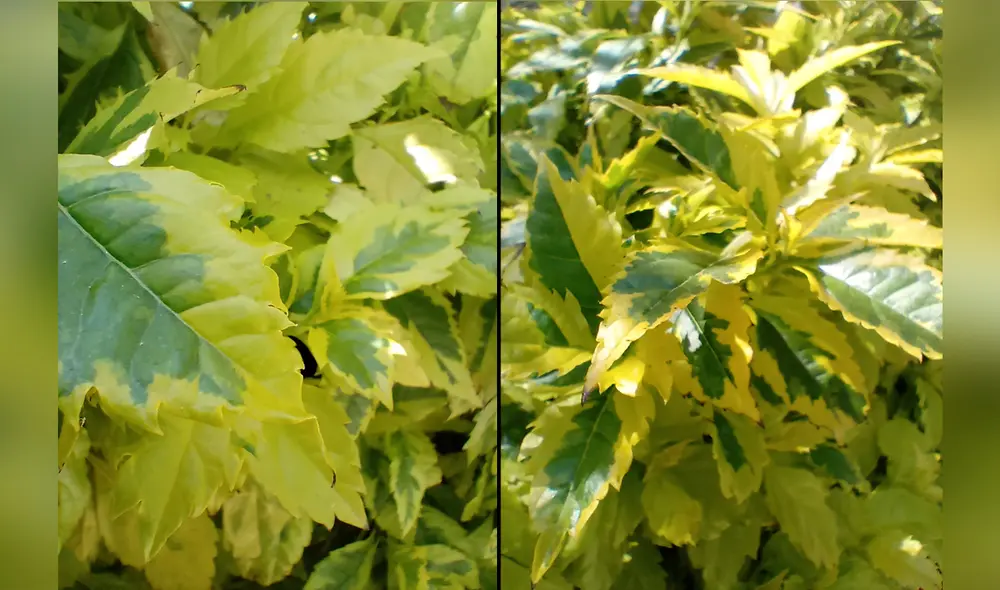 El K61 de LG está provisto de una cámara macro de 2MP, la cual te permitirá tener buenos resultados. Foto: Daniel Robles El K61 de LG está provisto de una cámara macro de 2MP, la cual te permitirá tener buenos resultados. Foto: Daniel Robles