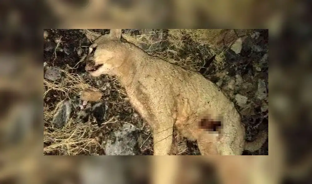 El puma fue apuñalado por el campesino para que pueda salvar a su perro. Foto: TN Noticias