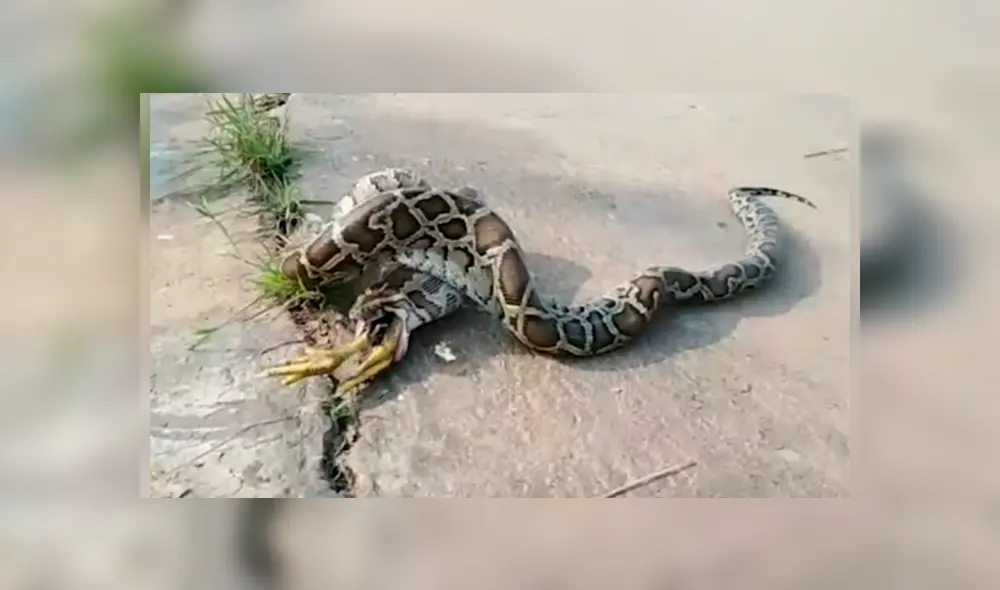 El espeluznante momento quedó registrado en una impactante grabación que se ha hecho viral en YouTube y otras redes El espeluznante momento quedó registrado en una impactante grabación que se ha hecho viral en YouTube y otras redes