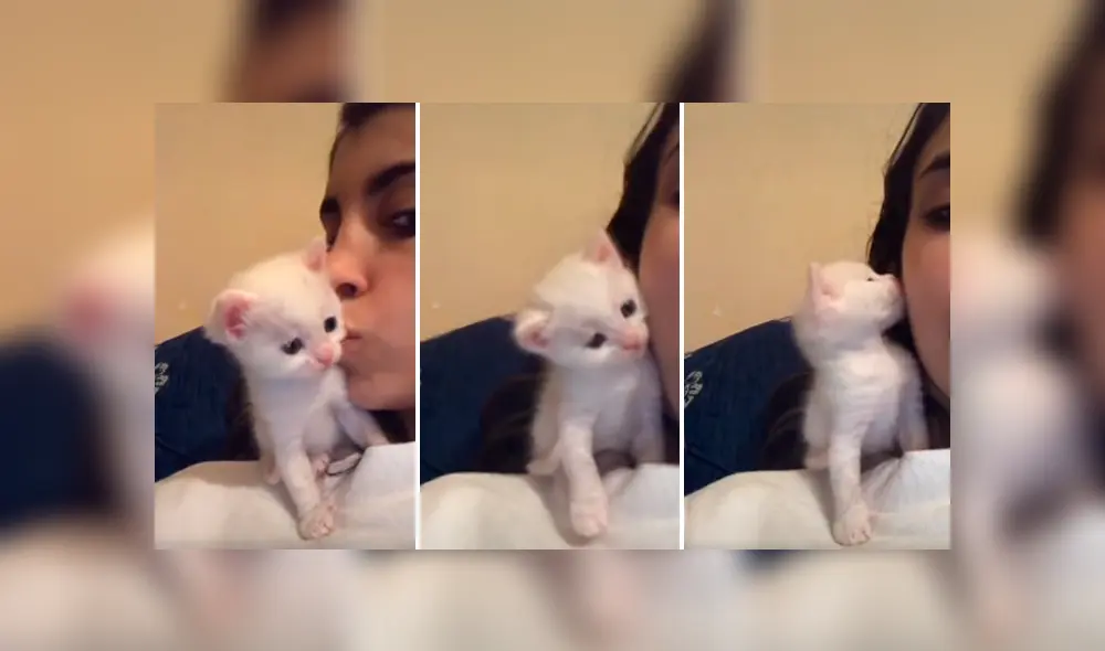 Desliza las imágenes para apreciar la amorosa acción de un gato bebé al recibir un beso por parte de su dueña.