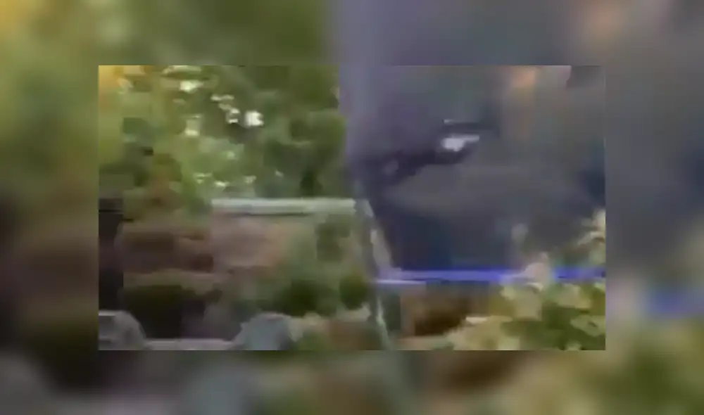 Facebook viral: Familia adopta a perro tímido, lo dejan solo en casa y realiza travesura [VIDEO]