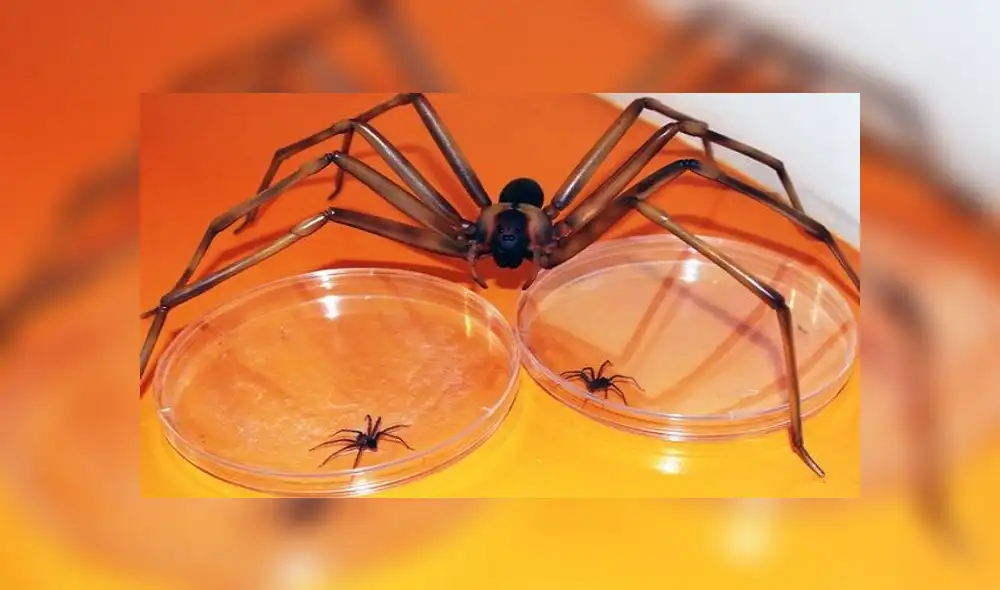 La araña casera reconoce por su color marrón y sufigura de “violín” en el dorso del cefalotórax. Foto: Andina