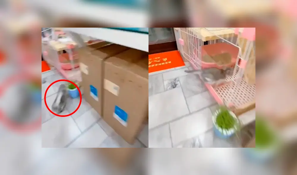 Desliza a la izquierda para ver al felino que ha cautivado a los usuarios de Facebook. Foto: Captura.