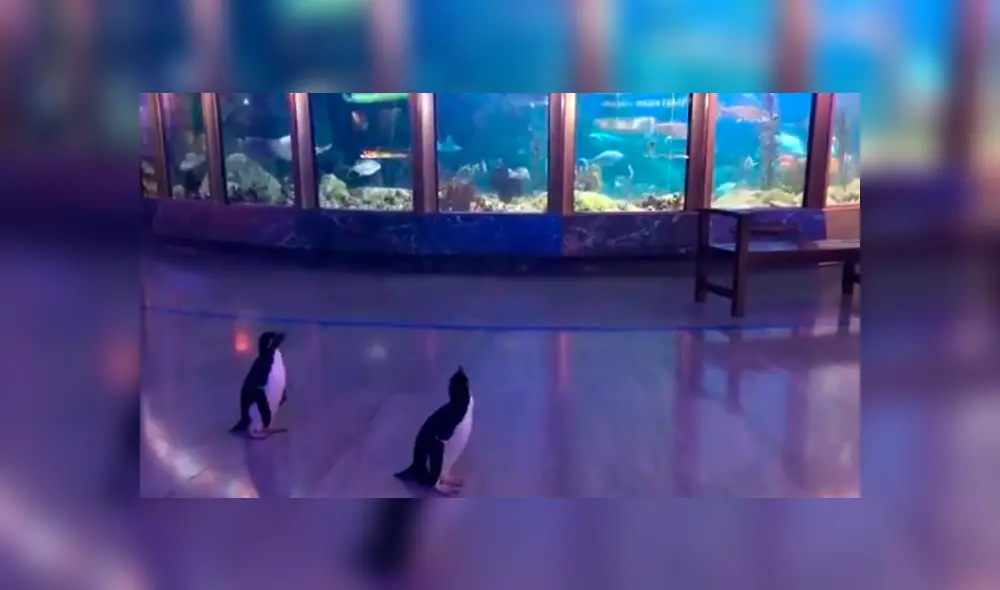 Desliza hacia la izquierda para ver más del video viral Desliza hacia la izquierda para ver más del video viral