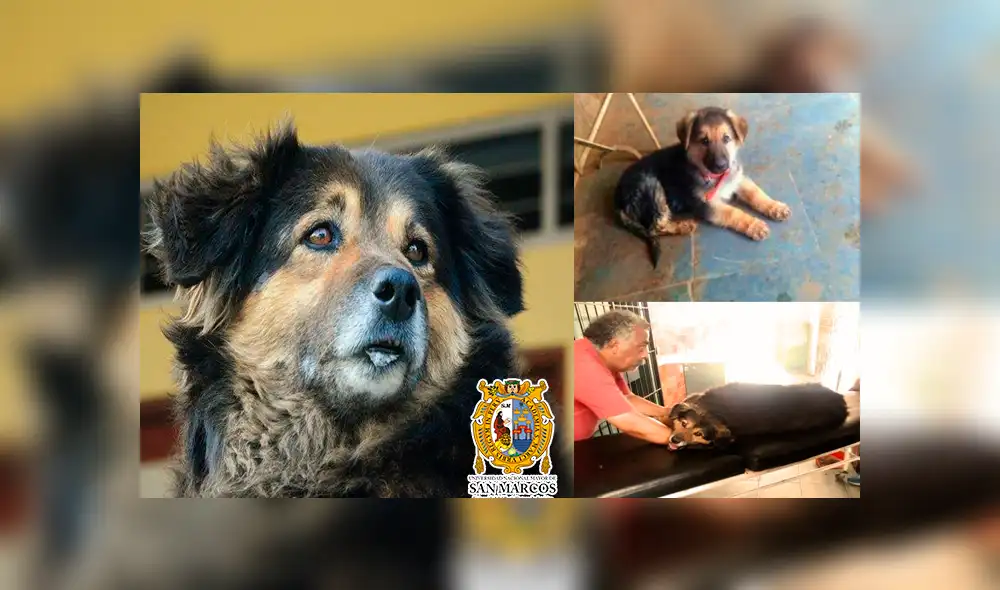 Facebook: estudiantes de la UNMSM intentan salvar a 'Perrovaca’ lanzando campaña [FOTOS]