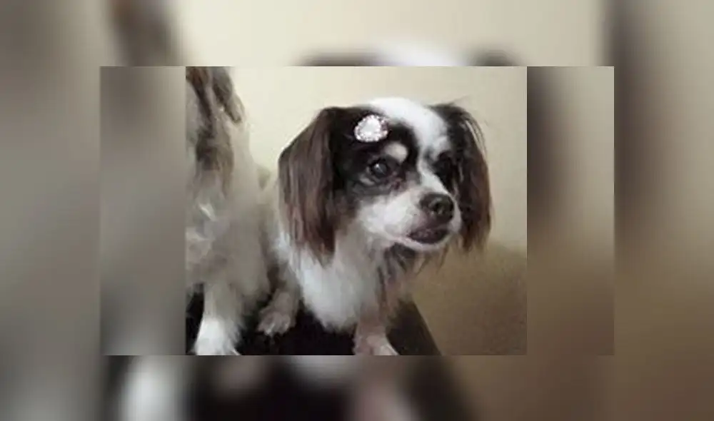 Ofrecen 600 soles de recompensa por mascota extraviada 