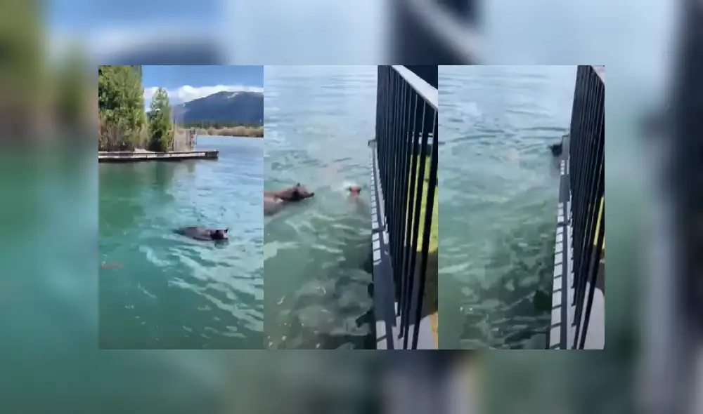 Desliza hacia la izquierda para ver más detalles de este conmovedora entre una mamá y su cría que es viral en YouTube.