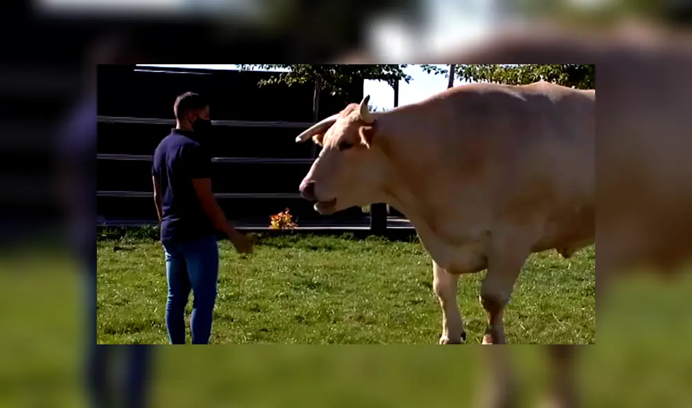 El buey también bebe 70 kilos de agua al día. Foto: ATLAS El buey también bebe 70 kilos de agua al día. Foto: ATLAS
